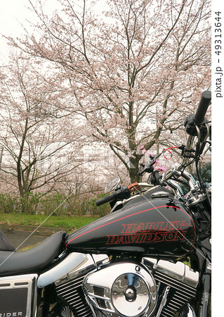 ハーレーと桜１２ 49313644
