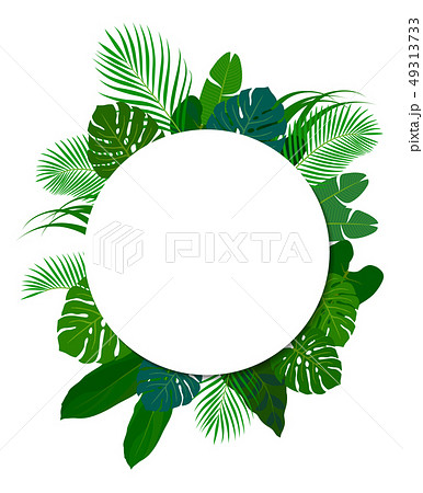 南国の植物 装飾フレームのイラスト素材