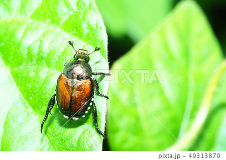 マメコガネ 49313870