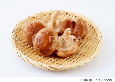 生椎茸 生椎茸 49314599