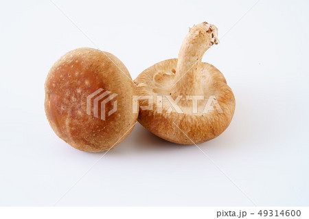 生椎茸 49314600