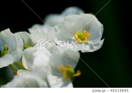 春の白い花の野草 サンカヨウの写真素材