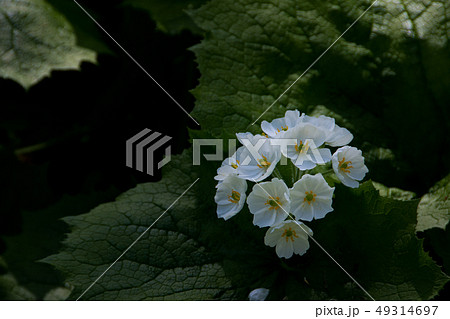 春の白い花の野草 サンカヨウの写真素材