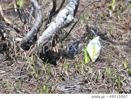 みずばしょう 49315007