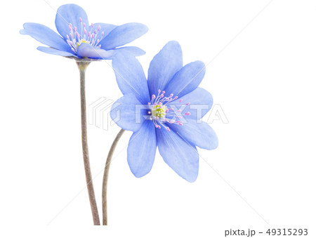 blue flower isolated blue flower isolated 49315293
