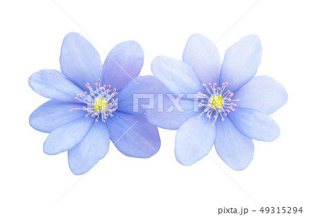 blue flower isolated blue flower isolated 49315294