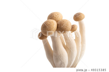 Shimeji mushrooms 49315385