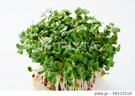 ブロッコリースプラウト ブロッコリースプラウト 49315519