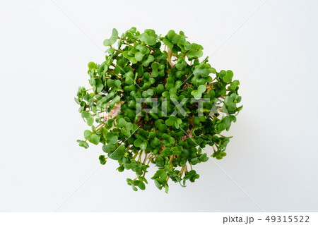 ブロッコリースプラウト ブロッコリースプラウト 49315522