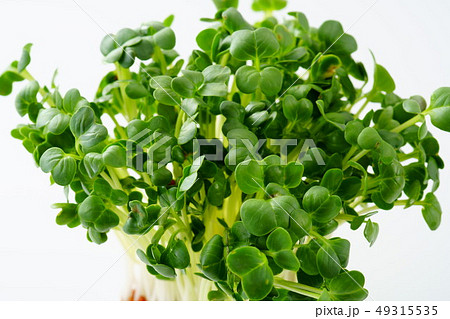 カイワレダイコン 49315535