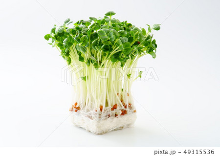 カイワレダイコン カイワレダイコン 49315536