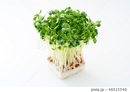 カイワレダイコン 49315540