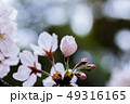 東京都　代々木公園の桜 49316165