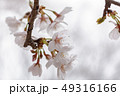 東京都　代々木公園の桜 49316166