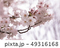 東京都　代々木公園の桜 49316168