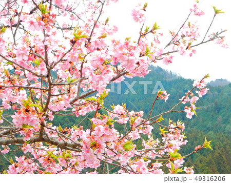 信州・河津桜の風景 信州・河津桜の風景 49316206