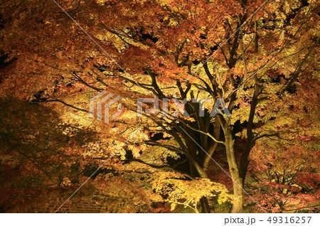 紅葉ライトアップ 紅葉ライトアップ 49316257
