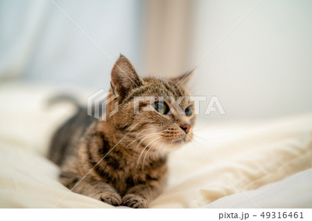 くつろぐねこ 49316461