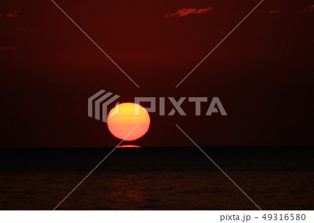 ダルマ朝日 49316580