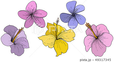 Vector Hibiscus floral tropical flowers. Engraved ink art. Isolated hibiscus illustration element on Vector Hibiscus floral tropical flowers. Engraved ink art. Isolated hibiscus illustration element on 49317345