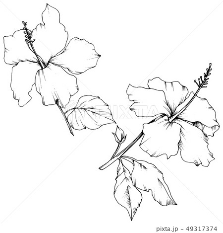 Vector Hibiscus floral botanical flower. Black and white engraved ink art. Isolated hibiscus Vector Hibiscus floral botanical flower. Black and white engraved ink art. Isolated hibiscus 49317374