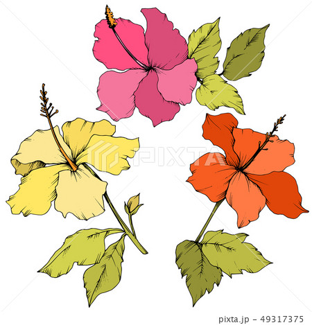 Vector Hibiscus floral botanical flower. Engraved ink art. Isolated hibiscus illustration element on Vector Hibiscus floral botanical flower. Engraved ink art. Isolated hibiscus illustration element on 49317375