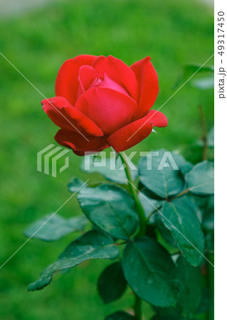 Red rose on green background Red rose on green background 49317450