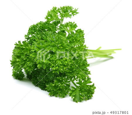 Fresh green parsley isolated on white Fresh green parsley isolated on white 49317801