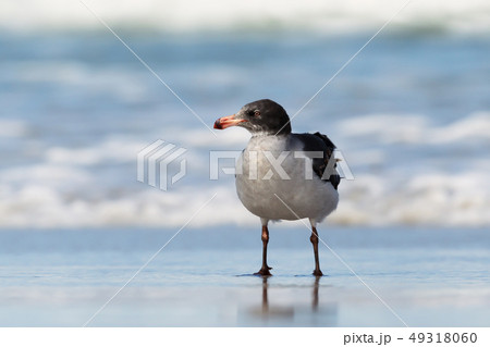 Close up of a Dolphin gull on a sandy coast Close up of a Dolphin gull on a sandy coast 49318060