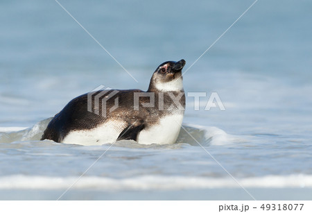 Close up of young Magellanic penguin in water 49318077