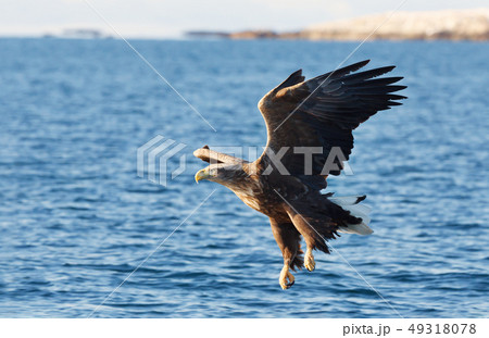 Close-up of a White-tailed sea Eagle in flight Close-up of a White-tailed sea Eagle in flight 49318078