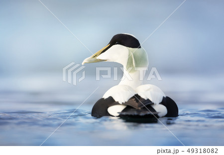 Close up of a male common eider in water 49318082