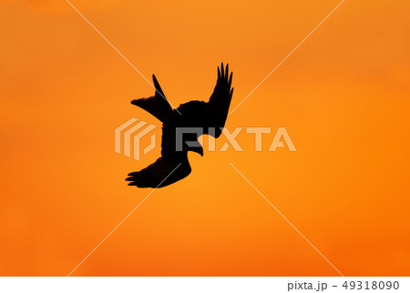 Silhouette of a red kite in flight Silhouette of a red kite in flight 49318090