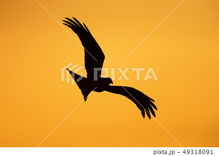 Silhouette of a red kite in flight Silhouette of a red kite in flight 49318091