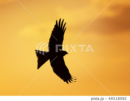 Silhouette of a red kite in flight Silhouette of a red kite in flight 49318092