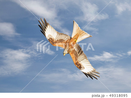 Red kite in flight against blue sky Red kite in flight against blue sky 49318095