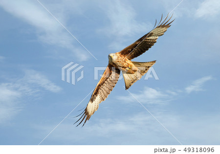 Red kite in flight against blue sky 49318096