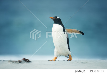 Close up of a Gentoo walking on shore Close up of a Gentoo walking on shore 49318097