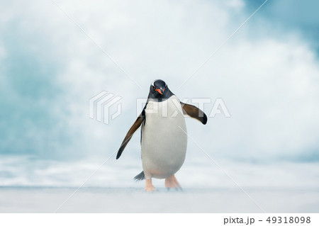 Gentoo penguin coming on shore from the ocean 49318098