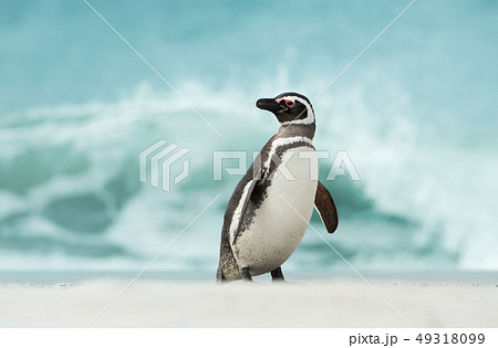 Magellanic penguin standing on shore Magellanic penguin standing on shore 49318099