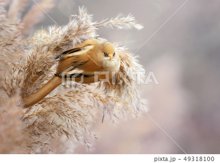 Bearded tit feeding on seeds in a reed bed Bearded tit feeding on seeds in a reed bed 49318100