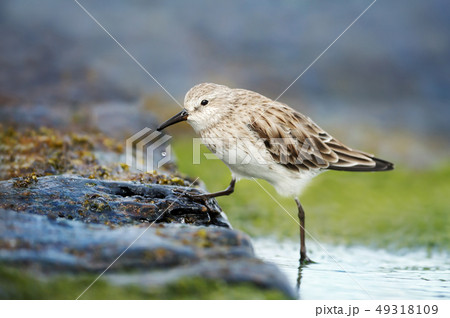 Sanderling in water looking for food Sanderling in water looking for food 49318109