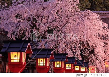 京都 平野神社のライトアップと桜の写真素材