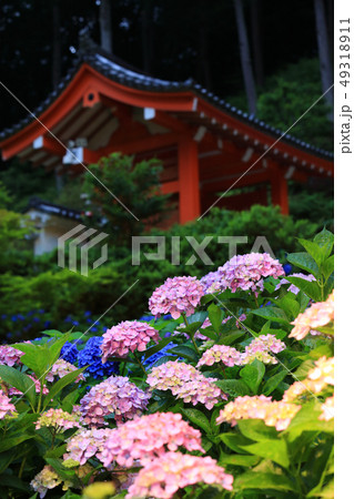 京都・三室戸寺のあじさいライトアップ 49318911