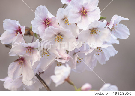 花盛り 花盛り 49318950