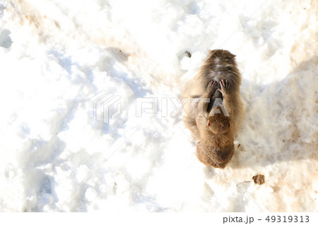 サルの親子 49319313