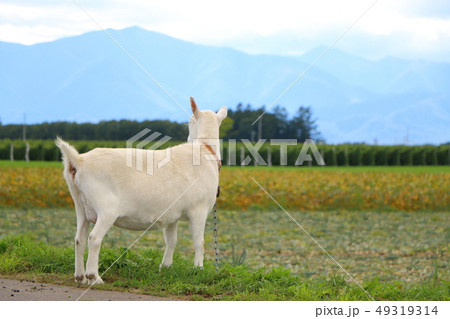 ヤギ ヤギ 49319314