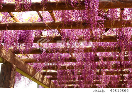 藤棚 藤棚 49319366