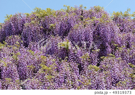 藤の花と空 藤の花と空 49319373