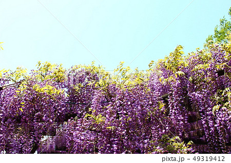 藤の花と空 藤の花と空 49319412